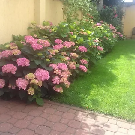 Dzika Plaza Homestay *